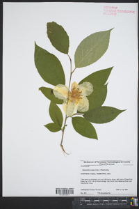 Stewartia ovata image