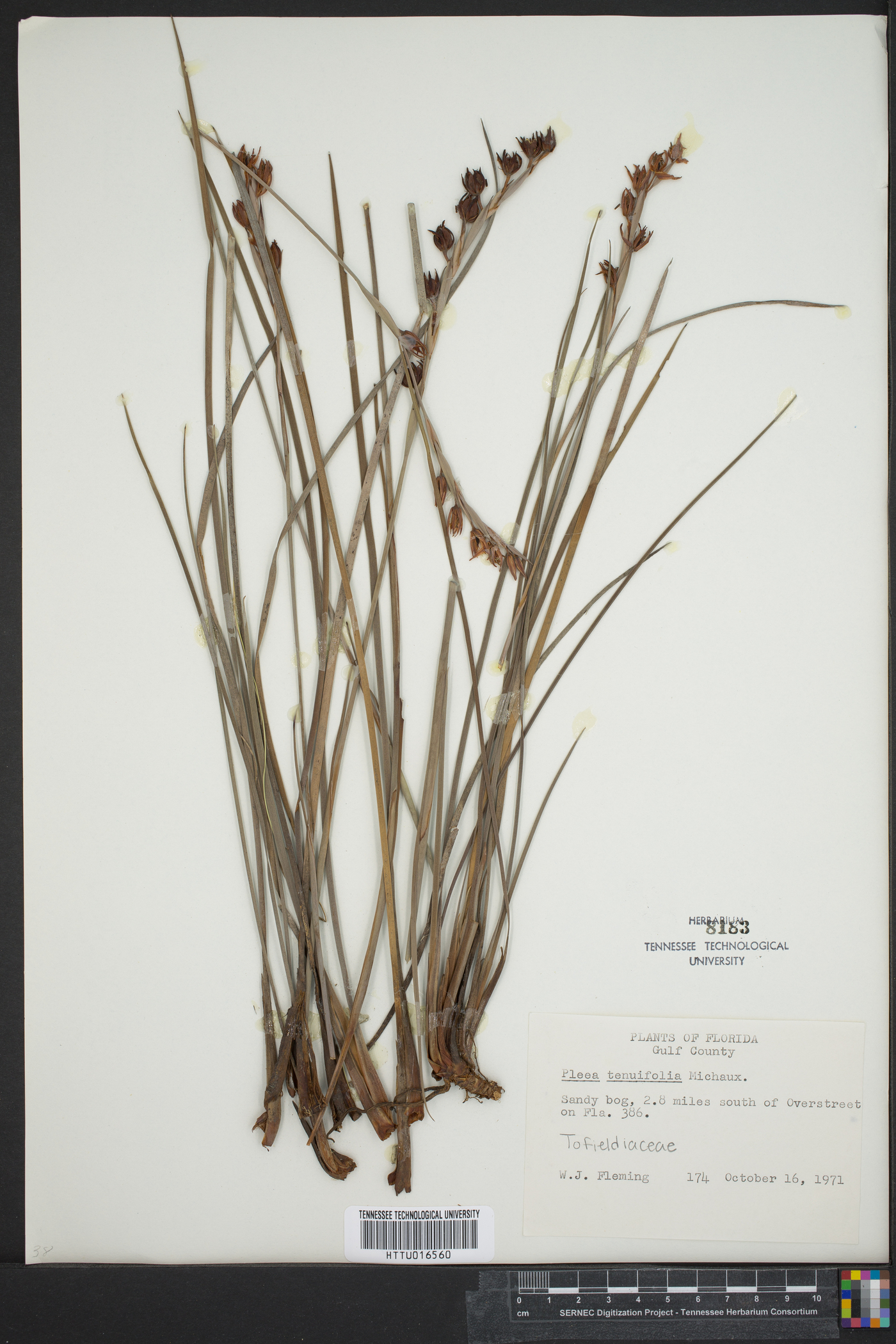 Pleea tenuifolia image