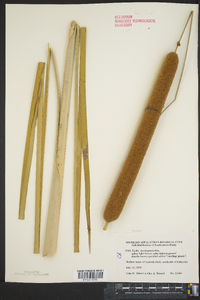 Typha domingensis image