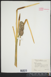 Typha angustifolia image