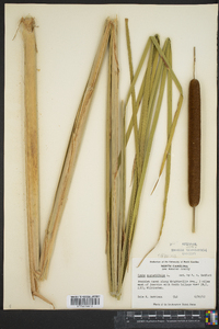 Typha angustifolia image