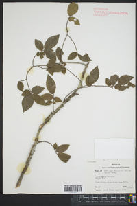 Ulmus alata image