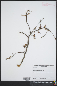 Ulmus alata image