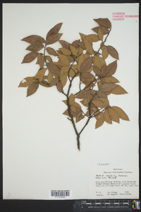 Ulmus alata image