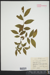 Ulmus alata image