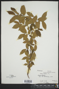 Ulmus alata image