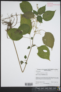 Laportea canadensis image