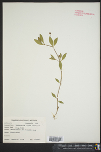 Phyla lanceolata image