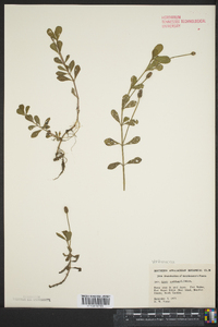 Phyla nodiflora image