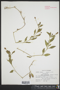 Phyla lanceolata image