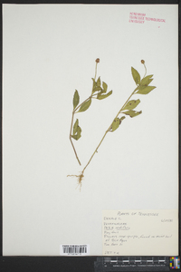 Phyla nodiflora image