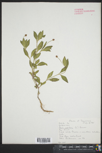 Phyla nodiflora image