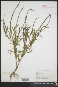 Verbena simplex image