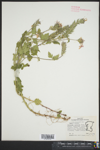 Glandularia × hybrida image