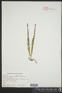 Verbena simplex image