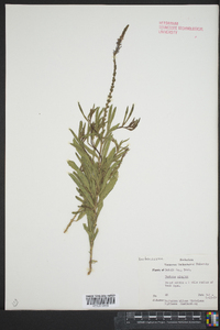 Verbena simplex image