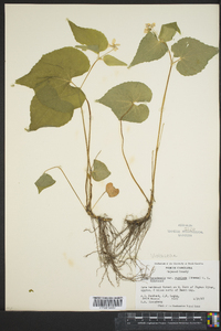 Viola canadensis var. rugulosa image