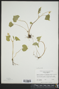 Viola pubescens var. scabriuscula image