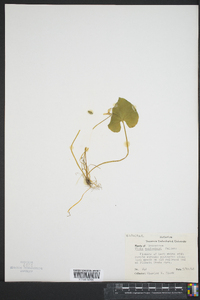 Viola macloskeyi image