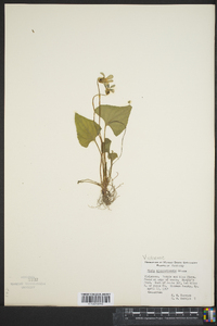 Viola missouriensis image