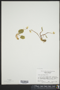 Viola rotundifolia image