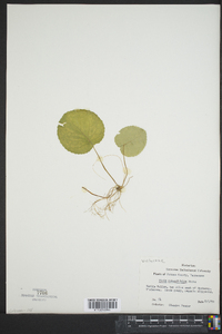 Viola rotundifolia image