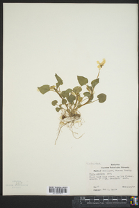 Viola striata image