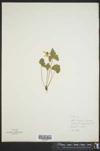 Viola triloba image