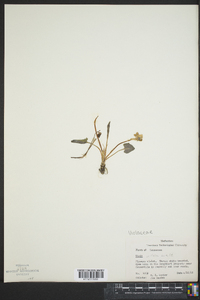 Viola walteri image