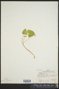 Viola pensylvanica image