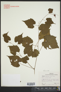 Vitis baileyana image