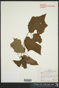 Vitis baileyana image