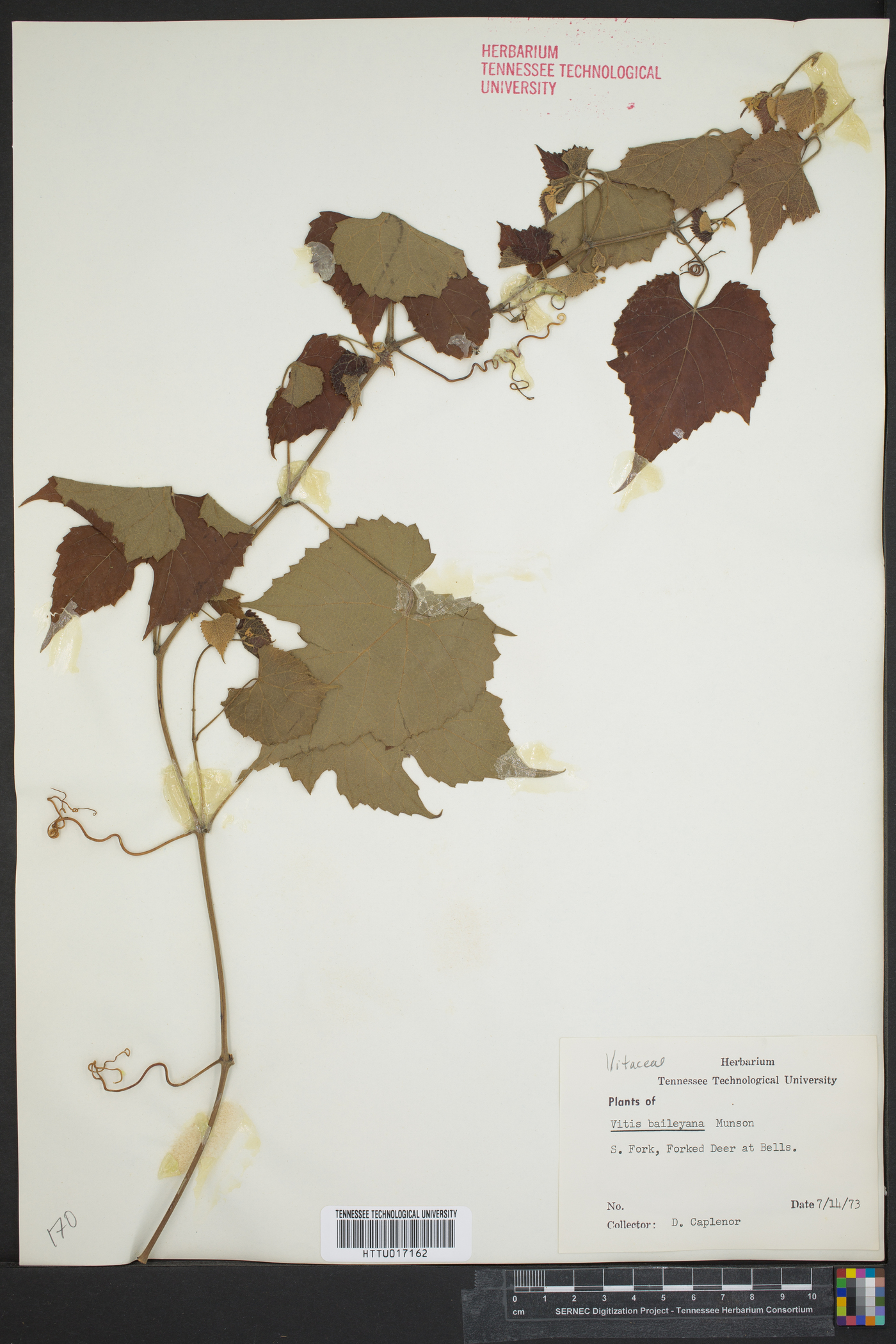 Vitis baileyana image