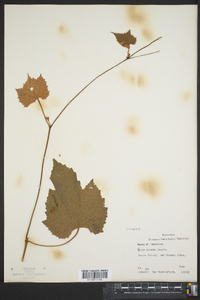 Vitis cinerea image