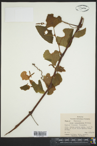 Vitis rotundifolia image