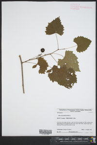 Vitis rotundifolia image