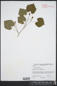 Vitis rotundifolia image