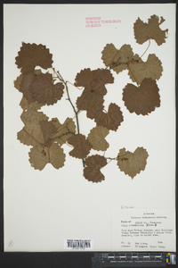 Vitis rotundifolia image