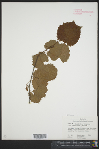 Vitis rotundifolia image