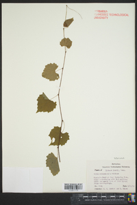 Vitis rotundifolia image