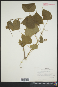 Vitis rotundifolia image