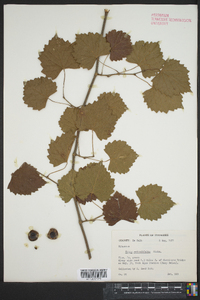 Vitis rotundifolia image