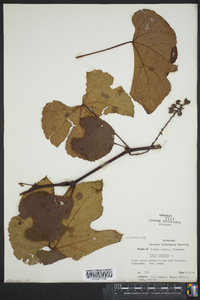 Vitis labrusca image