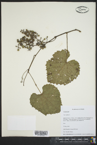 Vitis vulpina image