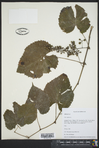 Vitis vulpina image