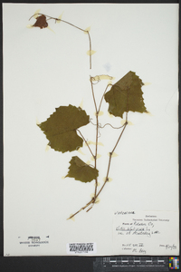 Vitis vulpina image