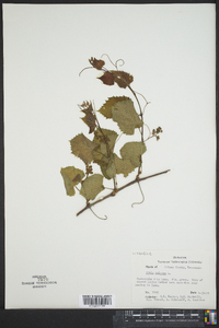 Vitis vulpina image