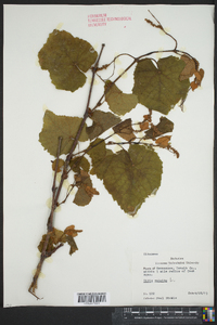 Vitis vulpina image