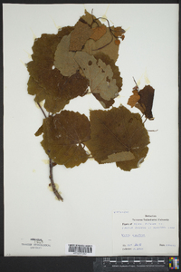 Vitis vulpina image