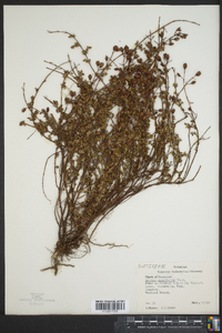 Image of Ascyrum cuneifolium